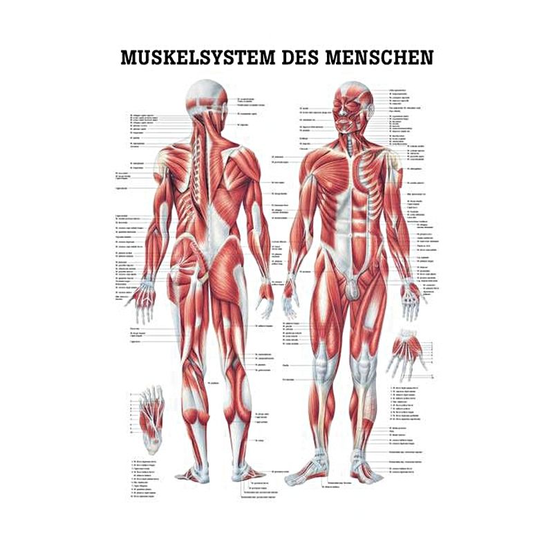 anat. Lehrtafel: Männliches Muskelsystem
