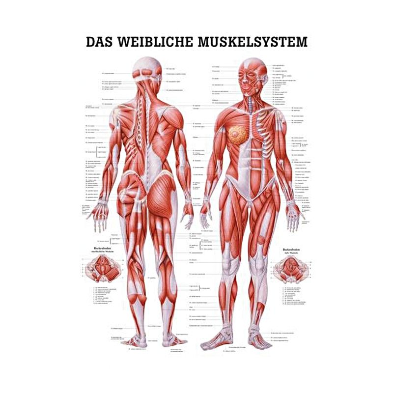anat. Lehrtafel: Weibliches Muskelsystem