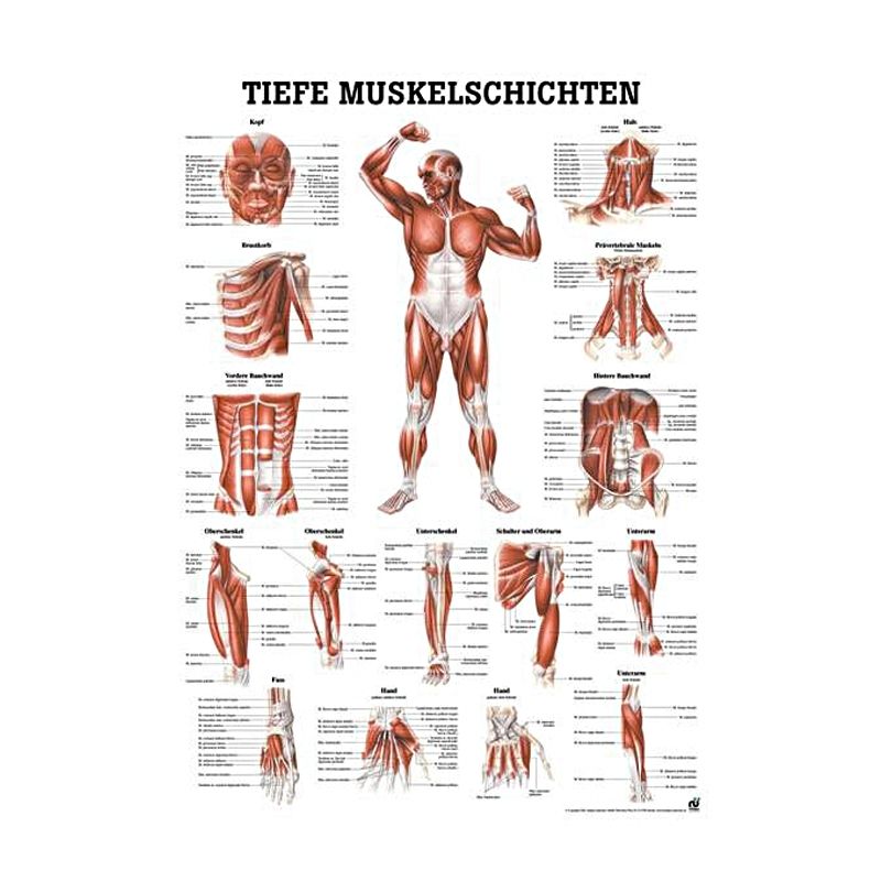anat. Lehrtafel: Tiefe Muskeln