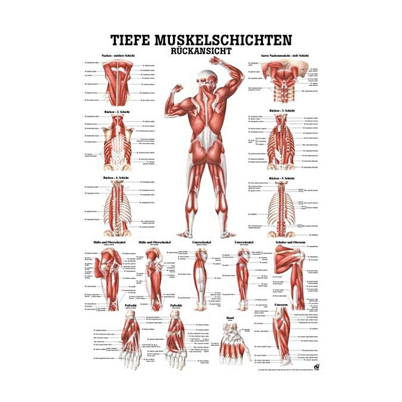 anat. Lehrtafel: Tiefe Muskeln