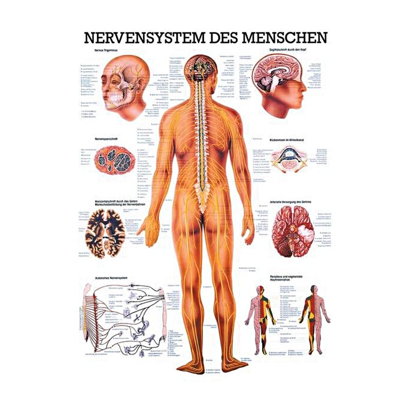 anat. Lehrtafel: Nervensystem des