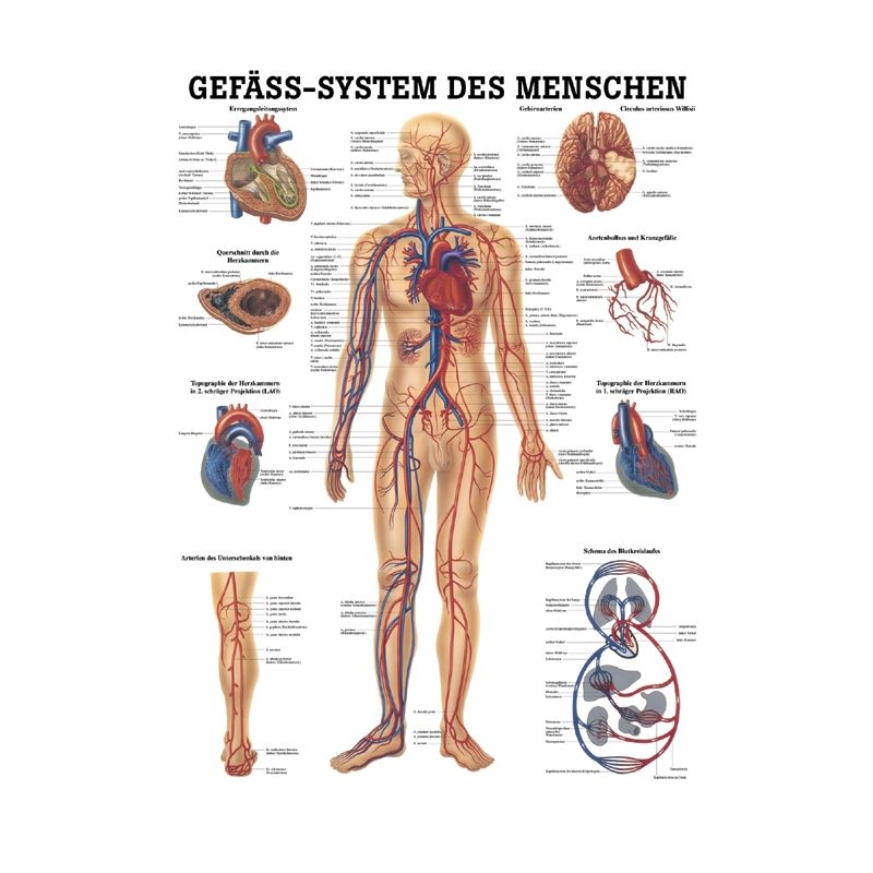 anat. Lehrtafel: Gefäßsystem des