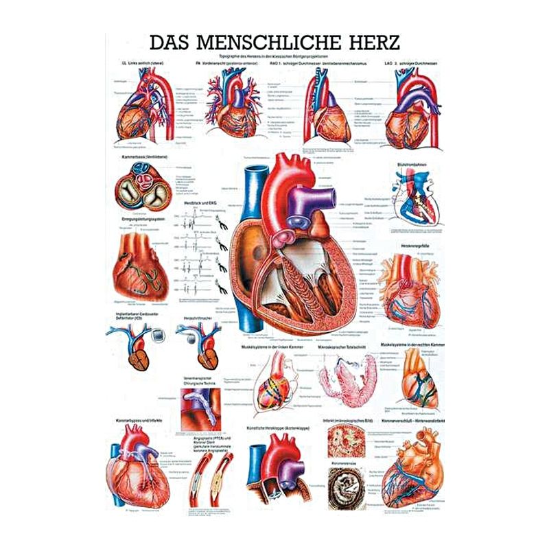 anat. Lehrtafel: Das menschliche Herz