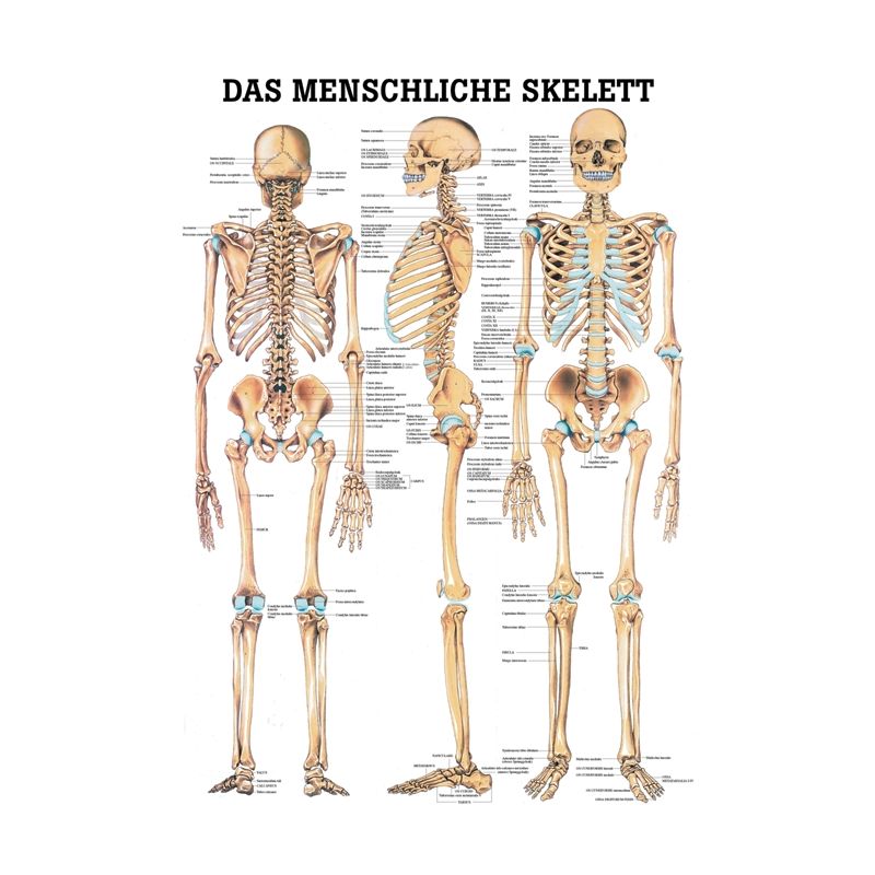 anat. Lehrtafel: Das menschliche Skelett