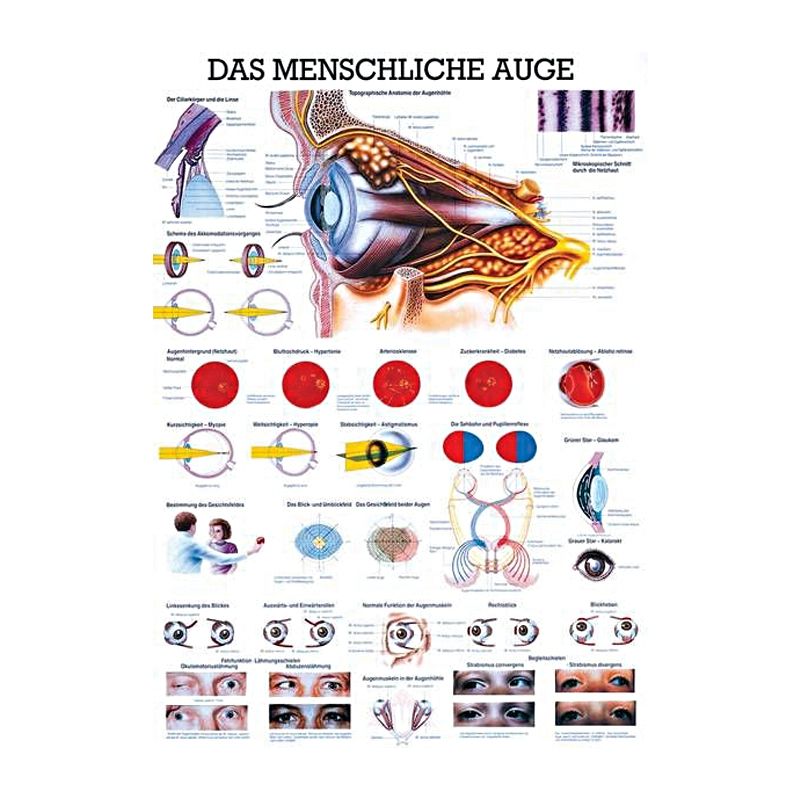 anat. Lehrtafel: Das menschliche Auge