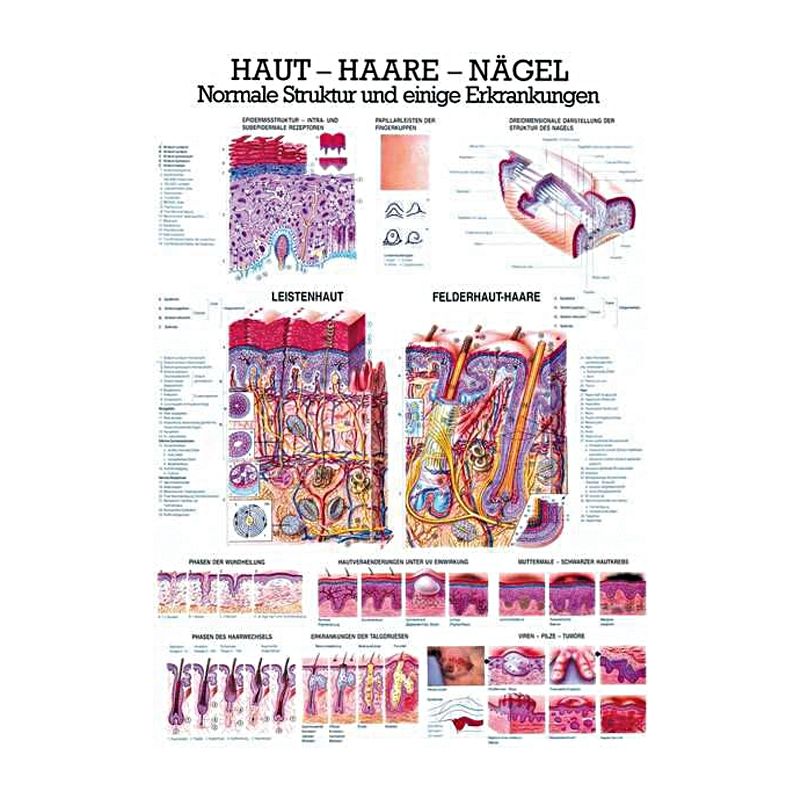 anat. Lehrtafel: Haut - Haare - Nägel