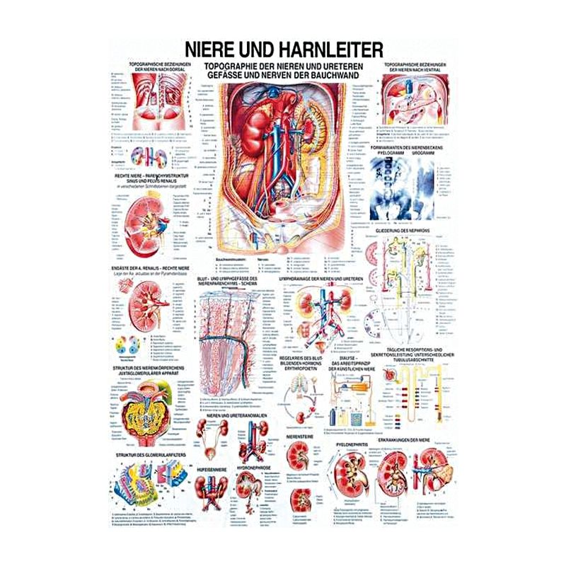 anat. Lehrtafel: Niere und Harnleiter