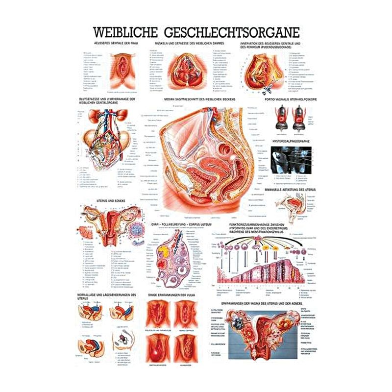 anat. Lehrtafel: Weibl.Geschlechtsorgane