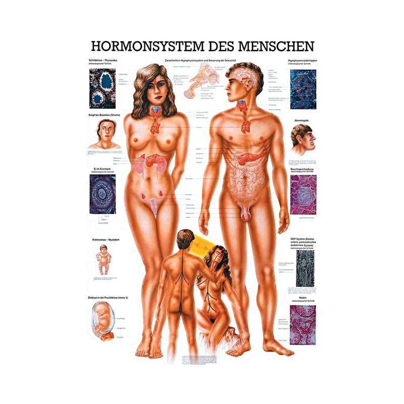 anat. Lehrtafel: Hormonsystem