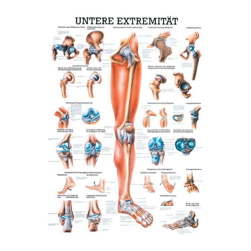 anat. Lehrtafel: Die untere Extremität