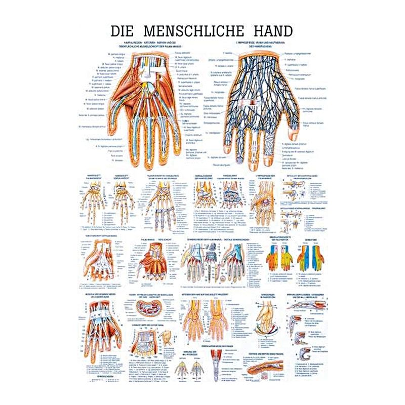 anat. Lehrtafel: Die menschliche Hand