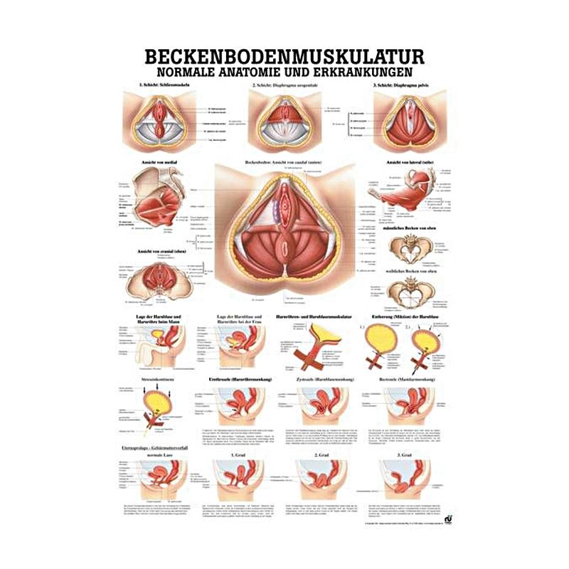 anat. Lehrtafel: Beckenbodenmuskulatur