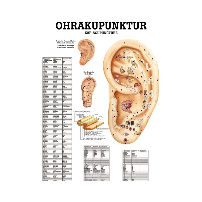 anat. Poster: Ohrakupunktur