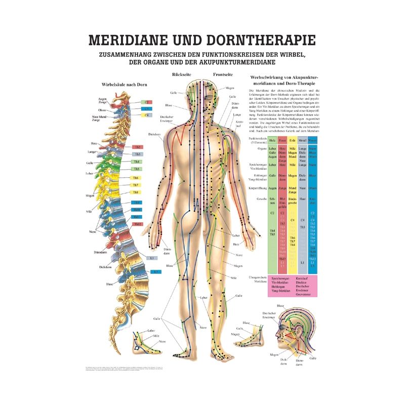 anat. Lehrtafel: Dorntherapie und