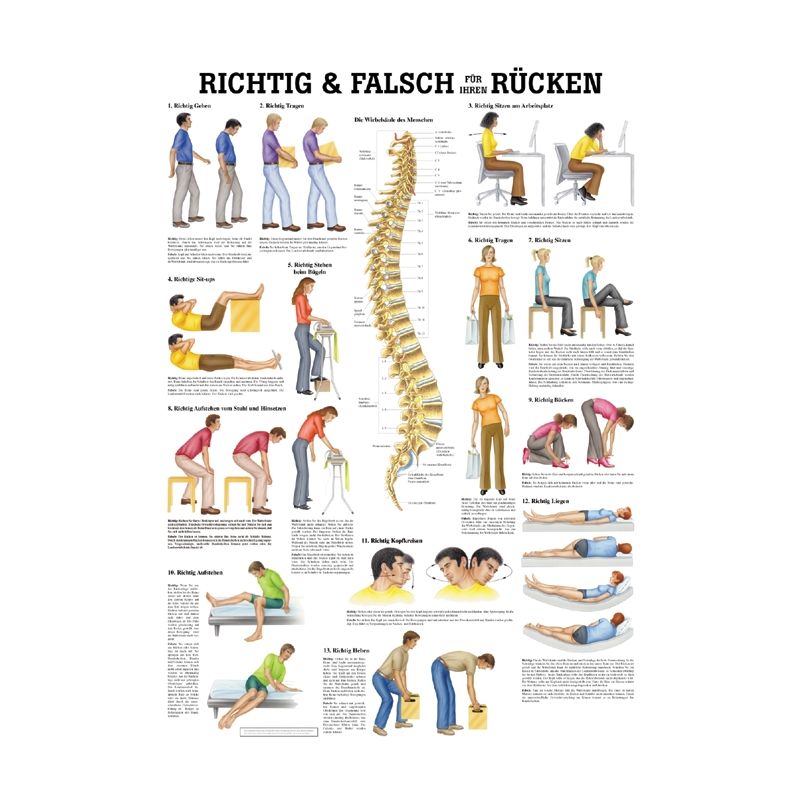 anat. Lehrtafel: Richtig & Falsch für