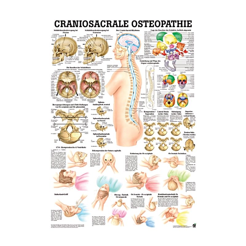 anat. Lehrtafel: Craniosacrale