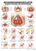 anat. Lehrtafel: Beckenbodenmuskulatur 70 x 100 cm,...
