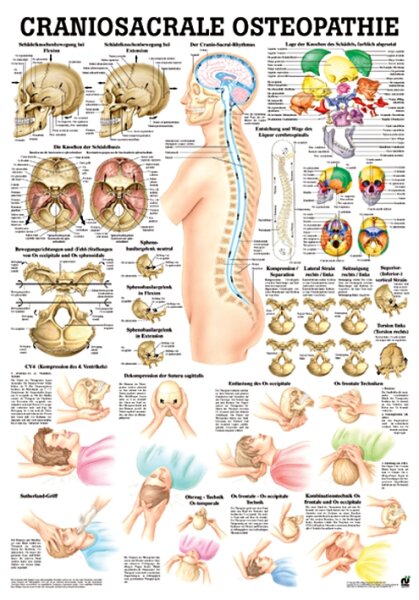 anat. Lehrtafel: Craniosacrale Osteopathie 70 x 100 cm, Papier