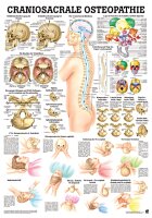 anat. Lehrtafel: Craniosacrale Osteopathie 70 x 100 cm,...