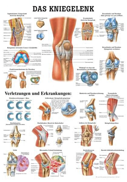 anat. Lehrtafel: Das Kniegelenk 70 x 100 cm, laminiert
