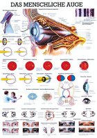 anat. Lehrtafel: Das menschliche Auge 70 x 100 cm, laminiert