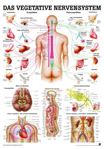 anat. Lehrtafel: Das vegetative Nervensystem 70 x 100 cm, Papier