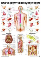 anat. Lehrtafel: Das vegetative Nervensystem 70 x 100 cm,...