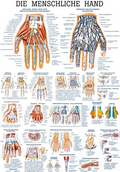 anat. Lehrtafel: Die menschliche Hand 70 x 100 cm, laminiert