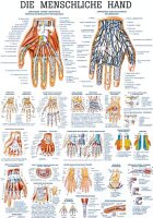 anat. Lehrtafel: Die menschliche Hand 70 x 100 cm, laminiert