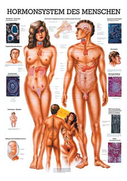 anat. Lehrtafel: Hormonsystem 70 x 100 cm, laminiert