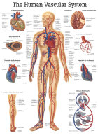 anat. Lehrtafel: Human Vascular System 70 x 100 cm Papier...