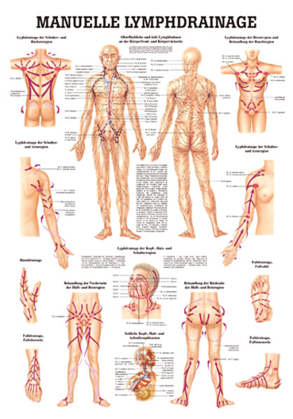 anat. Lehrtafel: Manuelle Lymphdrainage 70 x 100 cm, laminiert
