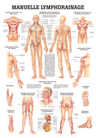 anat. Lehrtafel: Manuelle Lymphdrainage 70 x 100 cm,...