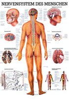 anat. Lehrtafel: Nervensystem des Menschen 70 x 100 cm,...
