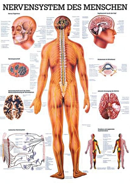 anat. Mini-Poster: Nervensystem des Menschen 24 x 34 cm, laminiert