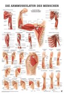 anat. Poster: Die Armmuskulatur des Menschen 50 x 70 cm,...