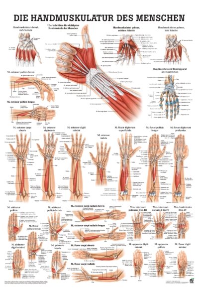 anat. Poster: Die Handmuskulatur des Menschen 50 x 70 cm, laminiert