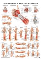 anat. Poster: Die Handmuskulatur des Menschen 50 x 70 cm,...