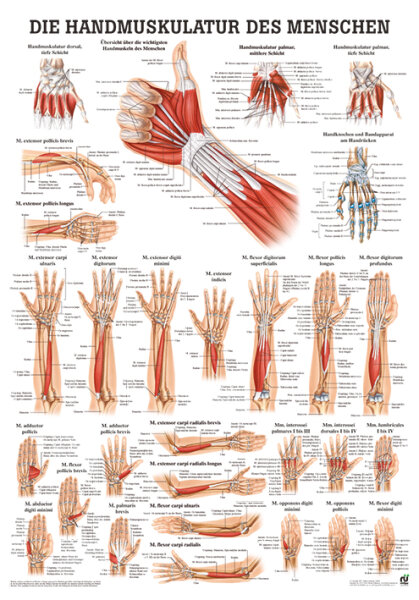 anat. Poster: Handmuskulatur des Menschen 50 x 70 cm, Papier