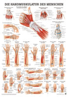 anat. Poster: Handmuskulatur des Menschen 50 x 70 cm, Papier