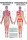 anat. Poster: Physiotherapie Bindegewebsmassage, 50 x 70 cm, Papier zweisprachig