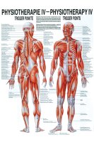 anat. Poster: Physiotherapie Triggerpunkte, 50 x 70 cm,...