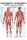 anat. Poster: Physiotherapie Triggerpunkte, 50 x 70 cm, Papier zweisprachig
