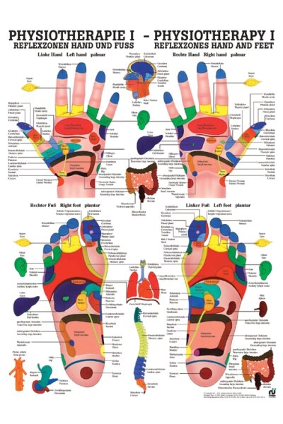 anat. Poster: Physiotherapie Reflexzonen Hand und Fuß, 50 x 70 cm, Papier zweisprachig