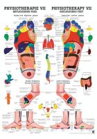 anat. Poster: Physiotherapie Reflexzonen Fuß, 50 x...