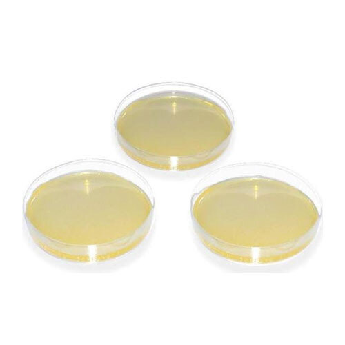 Agarplatten Sabouraud-Glucose | 20 Stück