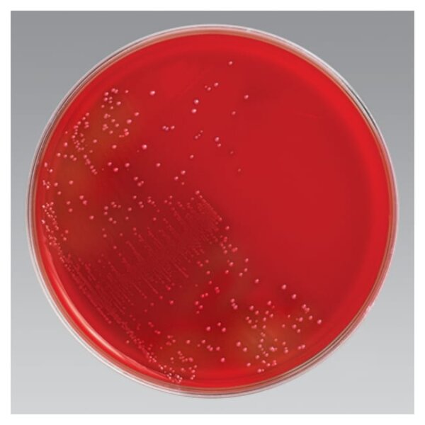 Vancomycin | VA | 5 µg | 5 x 50 StÜck