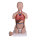 Miniatur Torso 16-teilig, zweigeschlechtig