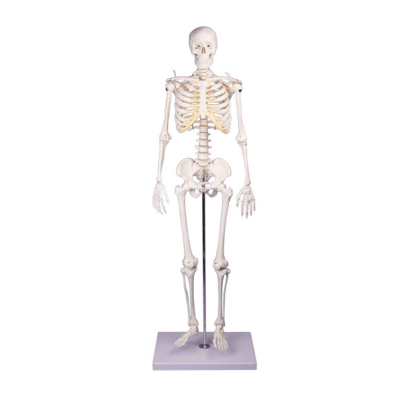 Miniatur-Skelett Tom