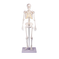 Miniatur-Skelett Tom